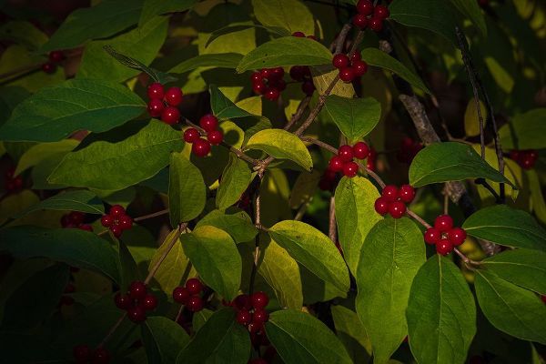 Jaynes Gallery 아티스트의 USA-New Jersey-Cape May Close-up of green leaves and red berries작품입니다.